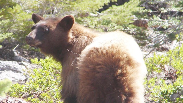 A black bear looks up